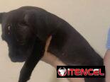 Cachorros de pitbull