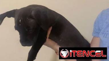 Cachorros de pitbull