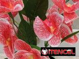 🧧Maceta con orquídeas💫 📏30cm /12 usd🧧