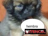 Chihuahuas .pequines.cocker.pitbull.pastores alemanes. Chow chow.ect todo tipo de perros pura razas