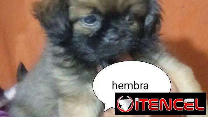 Chihuahuas .pequines.cocker.pitbull.pastores alemanes. Chow chow.ect todo tipo de perros pura razas