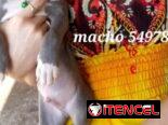 Cachorros Pitbull azules .Precio 180 usd