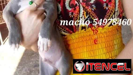 Cachorros Pitbull azules .Precio 180 usd