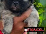 Cachorros de pequinés