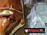 Comidas criollas y buffet