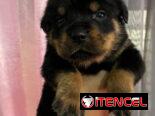Rotwailer hembra 47 dias 300 usd