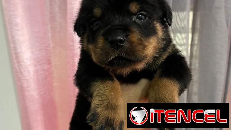 Rotwailer hembra 47 dias 300 usd