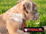 American Bully