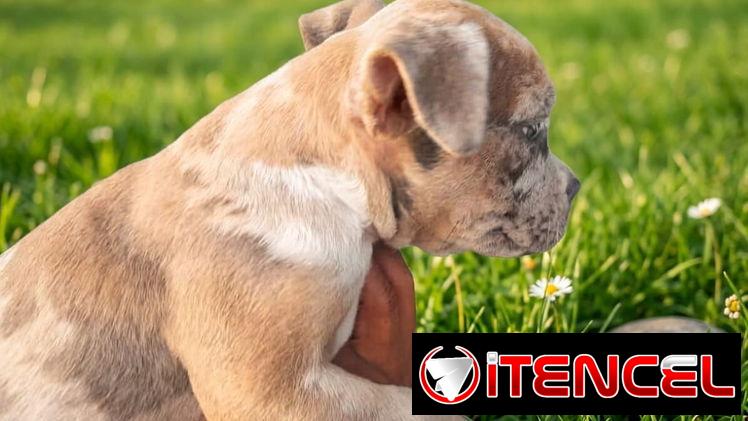 American Bully