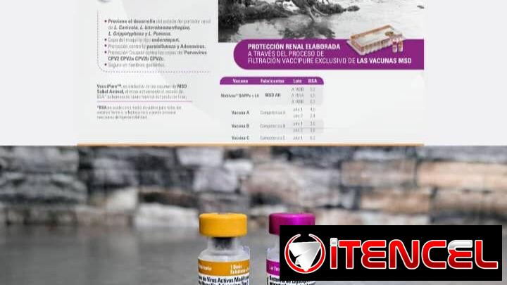 Pentavalentes Americanas