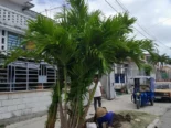 jardinería y mantenimiento de exteriores