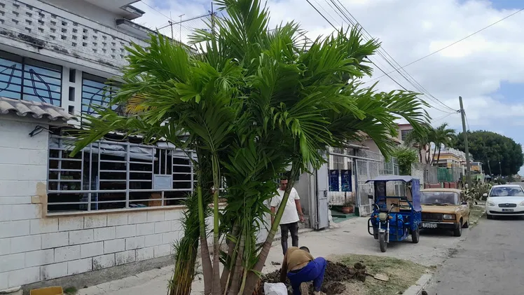 jardinería y mantenimiento de exteriores
