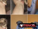 ((( CHIHUAHUAS PARA TODOS LOS GUSTOS PELO LARGO Y PELO CORTO BETTY MASCOTAS WHATSAPP 52506841 )))