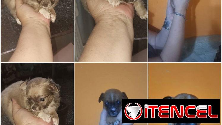 ((( CHIHUAHUAS PARA TODOS LOS GUSTOS PELO LARGO Y PELO CORTO BETTY MASCOTAS WHATSAPP 52506841 )))