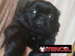 Bellezas de cachorros de spaniel tibetano hembras y machos