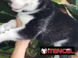 HUSKY SIBERIANO,machos,en 200 USD o equivalente,TENGO MENSAJERÍA,de 46 días,desparacitados,entrega con historia clínica