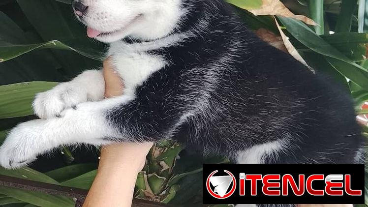 HUSKY SIBERIANO,machos,en 200 USD o equivalente,TENGO MENSAJERÍA,de 46 días,desparacitados,entrega con historia clínica