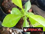 Plantas medicinales y posturas