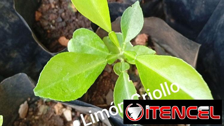 Plantas medicinales y posturas