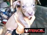 Cachorros Pitbull 45 días , desparasitados