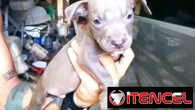 Cachorros Pitbull 45 días , desparasitados