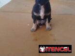 VARIEDAD DE PERROS PURA RAZAS CHIHUAHUAS SALCHICHAS SHITZHU …