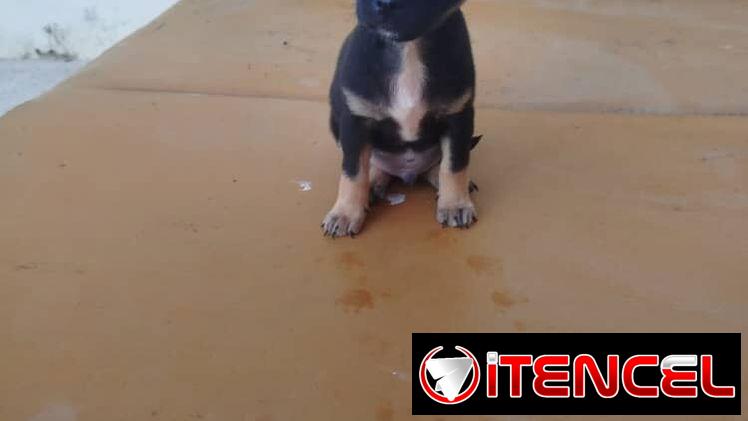 VARIEDAD DE PERROS PURA RAZAS CHIHUAHUAS SALCHICHAS SHITZHU …