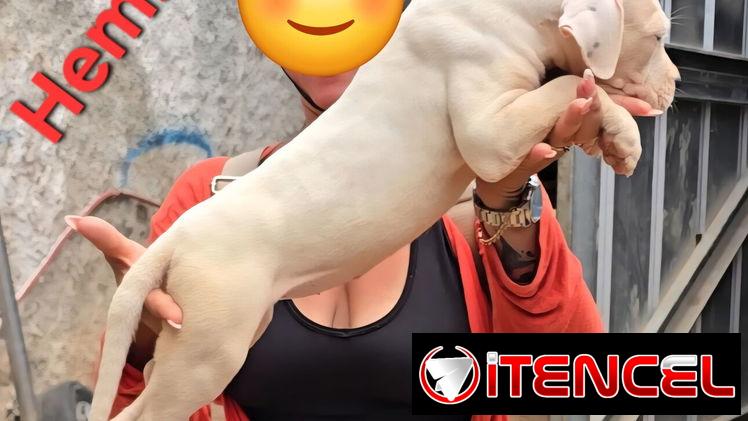 (((  DOGO ARGENTINO AMBOS SEXOS BETTY MASCOTAS WHATSAPP 52506841 )))
