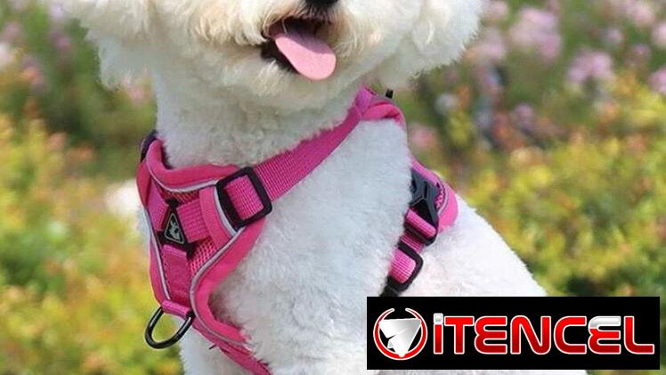 Pecheras para mascotas