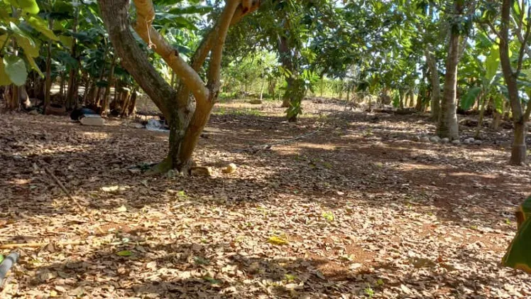 PARCELA