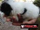 TENEMOS TODO TIPO DE PERROS PURA RAZAS DISPONIBLES