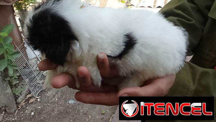 TENEMOS TODO TIPO DE PERROS PURA RAZAS DISPONIBLES