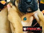 Venta de cachorros