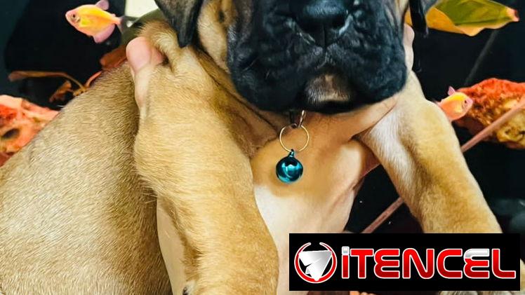 Venta de cachorros