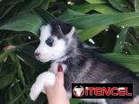 HUSKY SIBERIANO,hembra,en 200 USD o equivalente,TENGO MENSAJERÍA,de 65 días y desparacitada,entrega con historia clínica