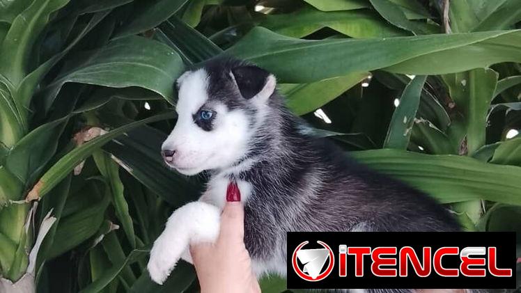 HUSKY SIBERIANO,hembra,en 200 USD o equivalente,TENGO MENSAJERÍA,de 65 días y desparacitada,entrega con historia clínica
