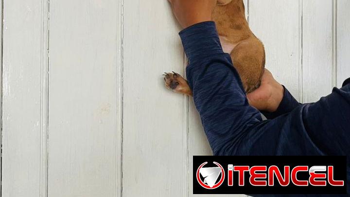 Bellos cachorros bulldog Francés machos fawn merles