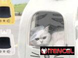 Vendo accesorios para mascotas