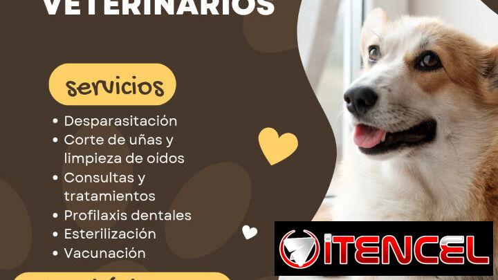 Servicios veterinarios en Habana del Este
