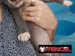Variedad de perros de pura razas en perfecto estado