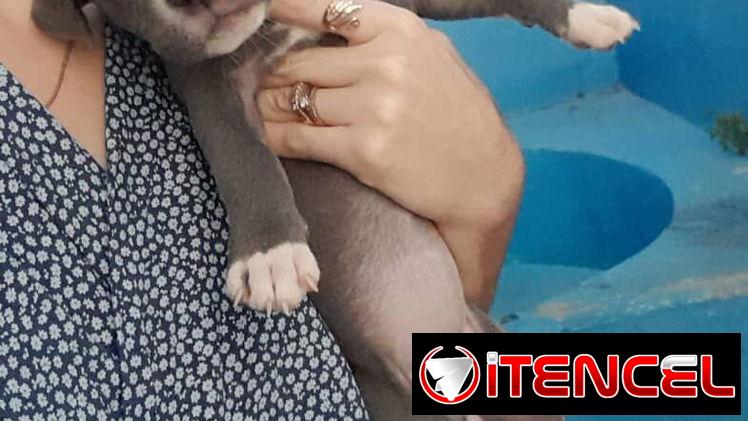 Variedad de perros de pura razas en perfecto estado