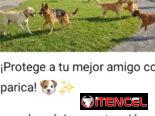 medicamento para perros 🐕