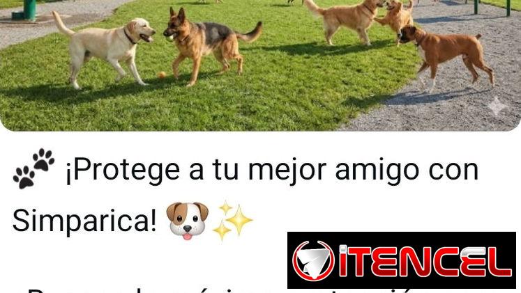 medicamento para perros 🐕