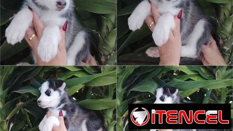 💜💜💜* 🐶 HUSKY SIBERIANOS   HEMBRAS WHATSAPP 58746643  *💜💜💜.
