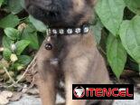 PASTOR MALINOIS,machos en 250 y hembras en 300 USD o equivalente,TENGO MENSAJERÍA,42 días,desparacitados,historia clínic
