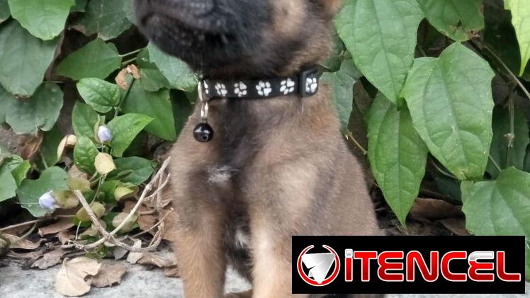 PASTOR MALINOIS,machos en 250 y hembras en 300 USD o equivalente,TENGO MENSAJERÍA,42 días,desparacitados,historia clínic