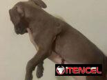 Cachorros de pitbull