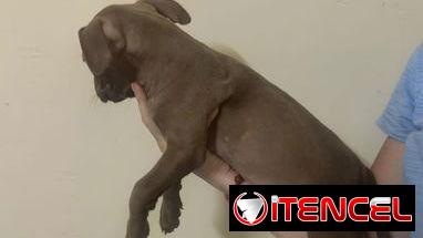 Cachorros de pitbull