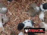 Hamster. Gerbos(ardillas del desierto).Jaulas. Pienso. Viruta. Maiz. Comederos/ Bebederos
