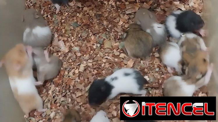 Hamster. Gerbos(ardillas del desierto).Jaulas. Pienso. Viruta. Maiz. Comederos/ Bebederos